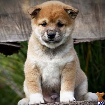 Shiba Inu Puppies for Sale
