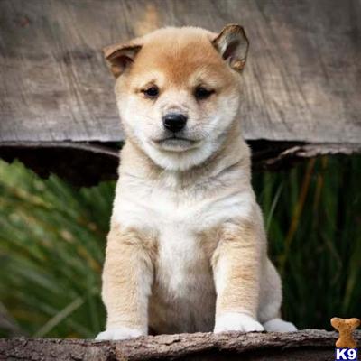 Shiba Inu Puppies for Sale