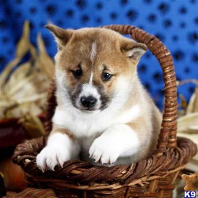 Shiba Inu Puppies for Sale