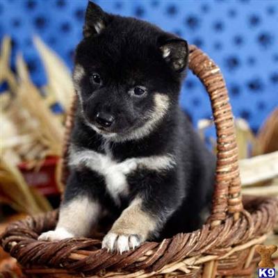 Shiba Inu Puppies for Sale