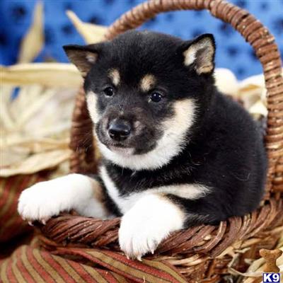 Shiba Inu Puppies for Sale