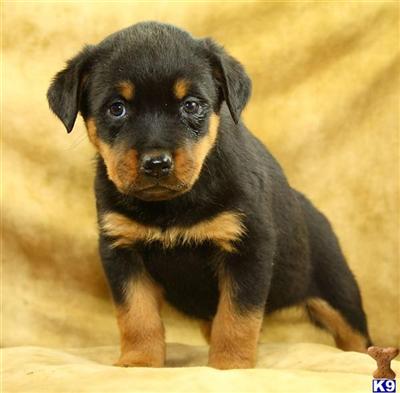 Rottweiler Puppies for Sale
