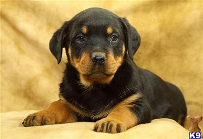 Rottweiler Puppies for Sale