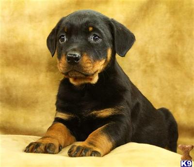 Rottweiler Puppies for Sale