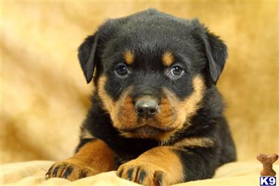 Rottweiler Puppies for Sale