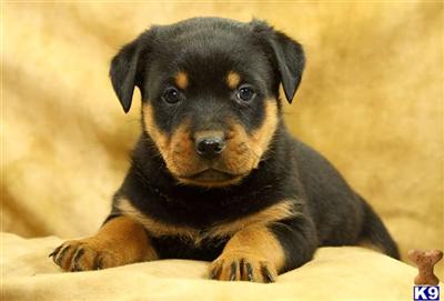 Rottweiler Puppies for Sale