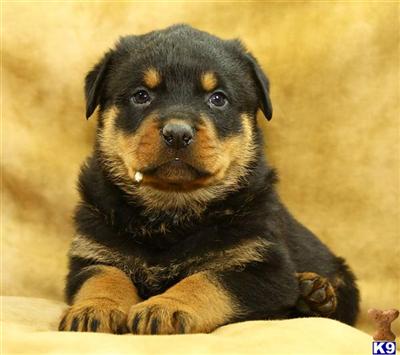 Rottweiler Puppies for Sale