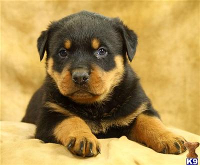 Rottweiler Puppies for Sale