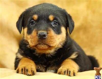 Rottweiler Puppies for Sale
