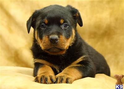 Rottweiler Puppies for Sale
