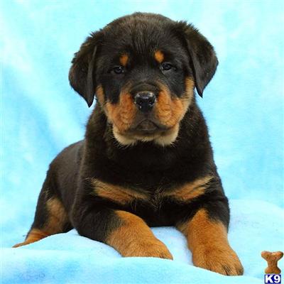 Rottweiler Puppies for Sale