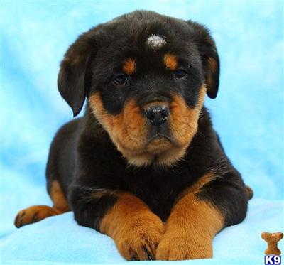 Rottweiler Puppies for Sale