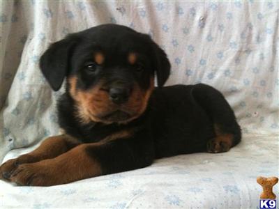 Rottweiler Puppies for Sale
