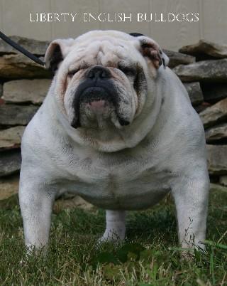 Stud Dogs - Bulldog