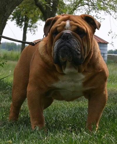 Stud Dogs - Bulldog
