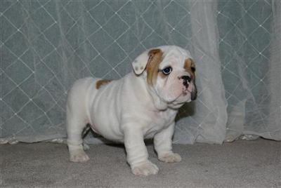 Bulldog Puppies for Sale