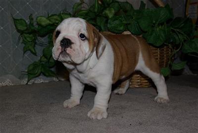 Bulldog Puppies for Sale