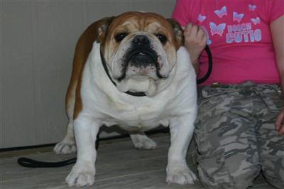 Stud Dogs - Bulldog