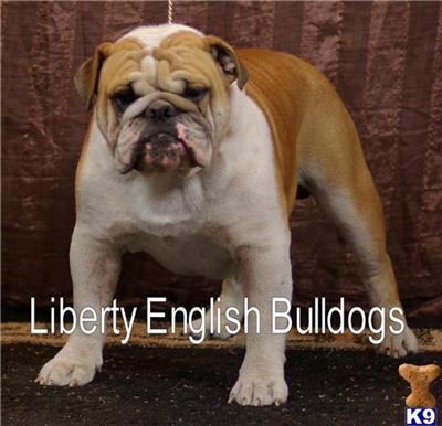 Stud Dogs in KS