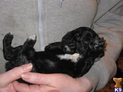 Labradoodle Puppies for Sale
