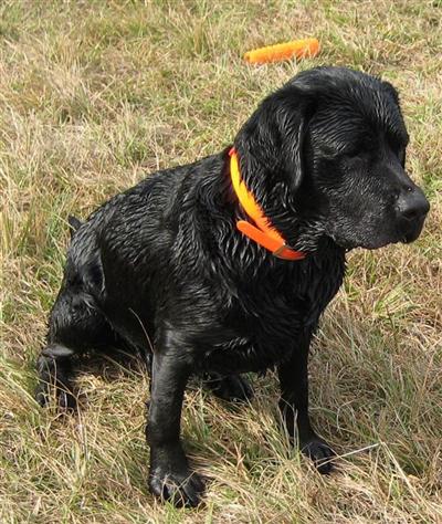 Stud Dogs - Labrador Retriever