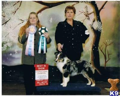 Stud Dogs - Miniature Australian Shepherd