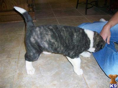 Akita Puppies for Sale
