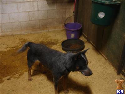 Rescue Dogs
