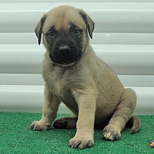 Mastiff Puppies for Sale