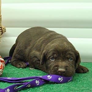 Labrador Retriever Puppies for Sale