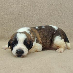 Saint Bernard Puppies for Sale