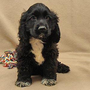 Puppies for Sale