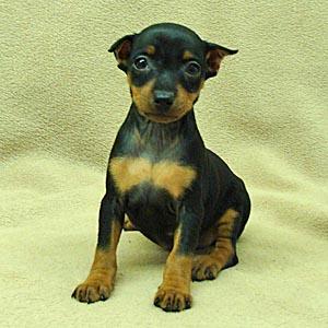 Puppies for Sale
