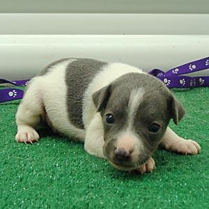 Puppies for Sale