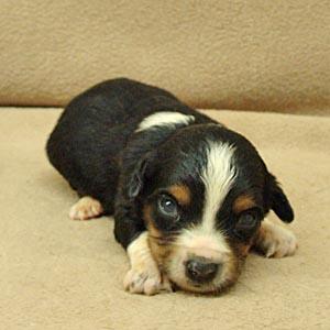 Miniature Australian Shepherd Puppies for Sale