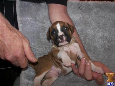 Puppies in WA