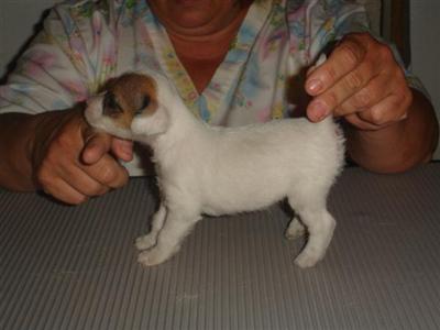 Parson Russell Terrier Puppies for Sale