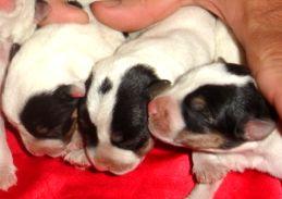 Parson Russell Terrier Puppies for Sale