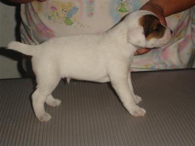 Puppies in NJ