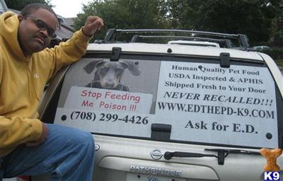 Used Dog Supplies for Sale