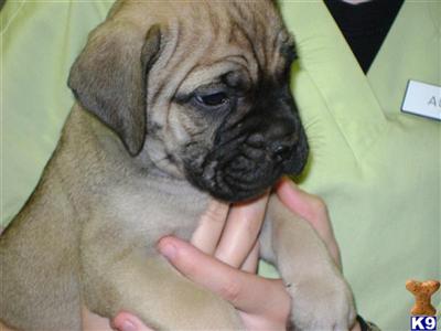 Bullmastiff Puppies for Sale
