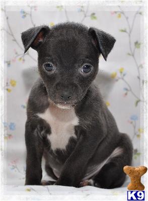 Rat Terrier Puppies for Sale