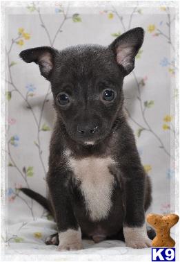Rat Terrier Puppies for Sale