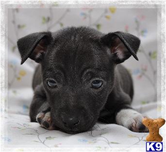 Rat Terrier Puppies for Sale