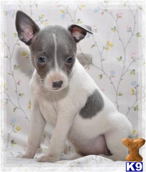 Rat Terrier Puppies for Sale
