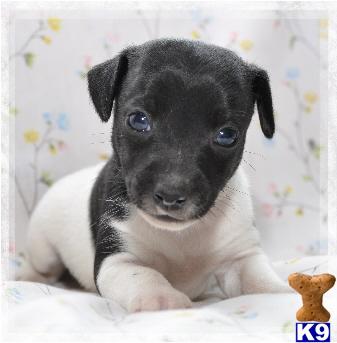 Rat Terrier Puppies for Sale