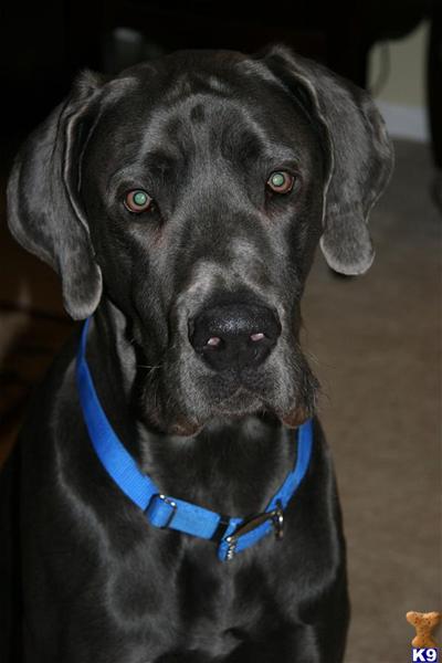 Stud Dogs - Great Dane