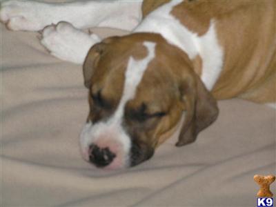 Rhodesian Ridgeback Puppies for Sale