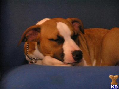 Dogs for Sale in WI