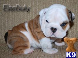 Puppies in Arlington